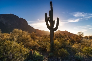 3.Tag Imperial, Saguaro 028