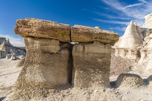 Bisti Wilderness, versteinerter Baum